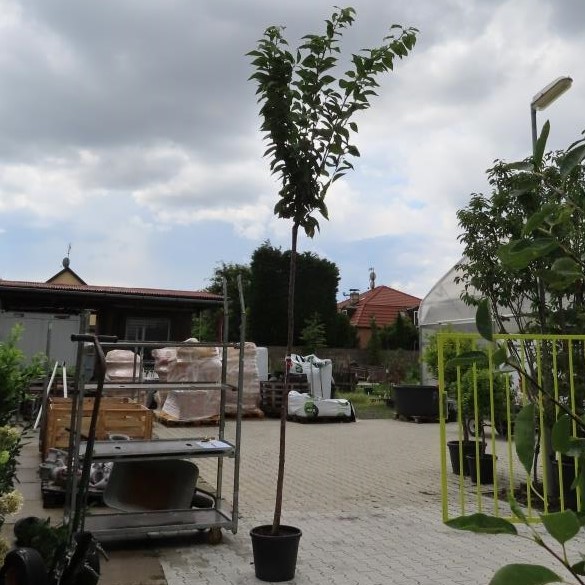 Třešeň pilovitá 'Kanzan' květináč 20 litrů, obvod kmene 10/12cm, strom-0