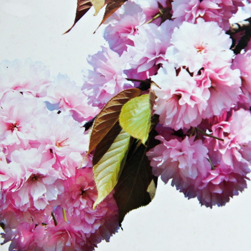 Keře okrasné květem - Třešeň pilovitá 'Kanzan' květináč 75 litrů, výška 250/300cm, keř