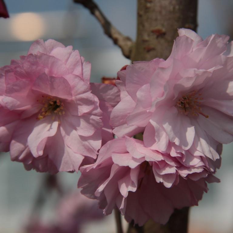 Třešeň pilovitá 'Kanzan' květináč 75 litrů, výška 250/300cm, keř-0