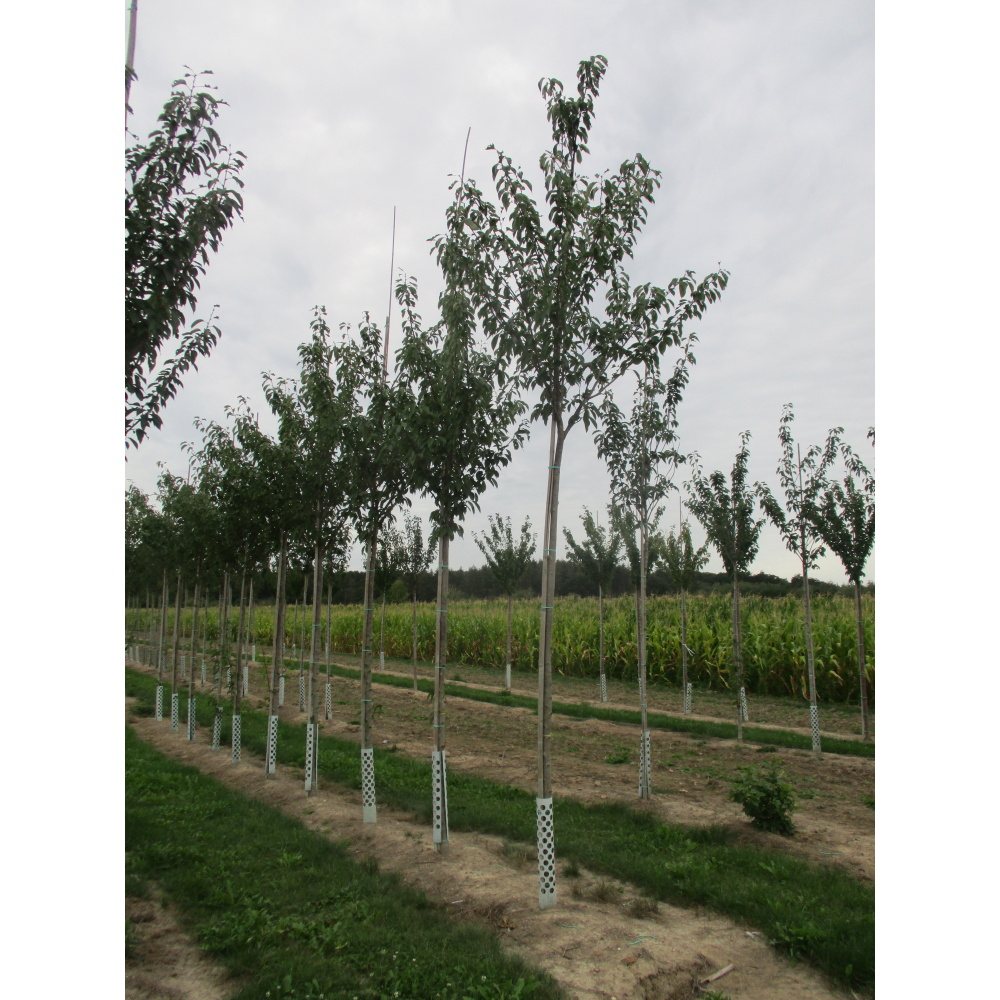 Soliterní stromy - Třešeň pilovitá Kanzan výška kmene 240cm, zemní bal