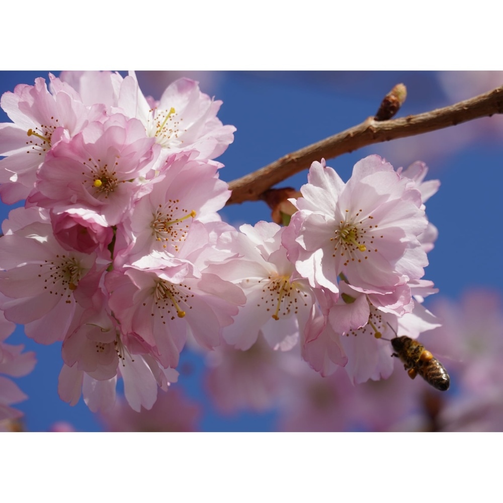Třešeň pilovitá Kanzan výška kmene 240cm, zemní bal-0