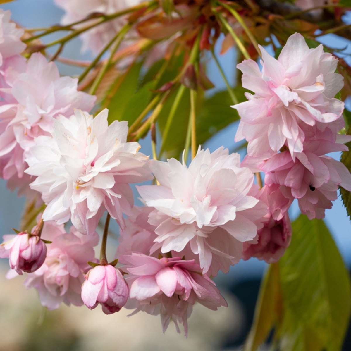 Listnaté stromky a stromy - Třešeň pilovitá Kiku-Shidare-Sakura kmínek 120cm, květináč 10 litrů