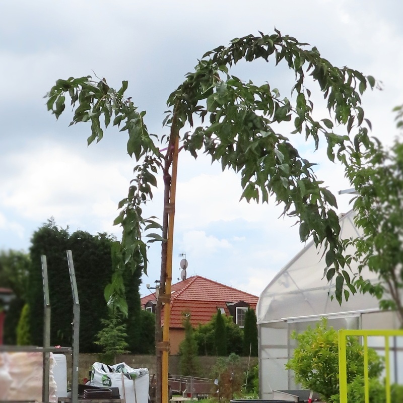 Rostliny - Třešeň pilovitá Kiku-Shidare Sakura květináč 30 litrů, obvod kmene 8/10cm, strom