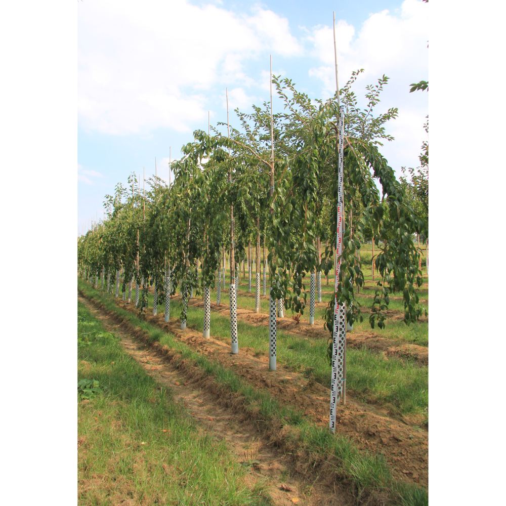 Soliterní stromy - Třešeň pilovitá Kiku-Shidare-Sakura výška kmene 240cm, zemní bal