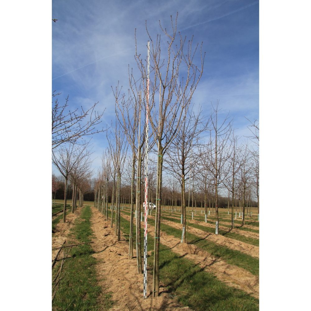 Soliterní stromy - Třešeň pilovitá Royal Burgundy výška kmene 240cm, zemní bal