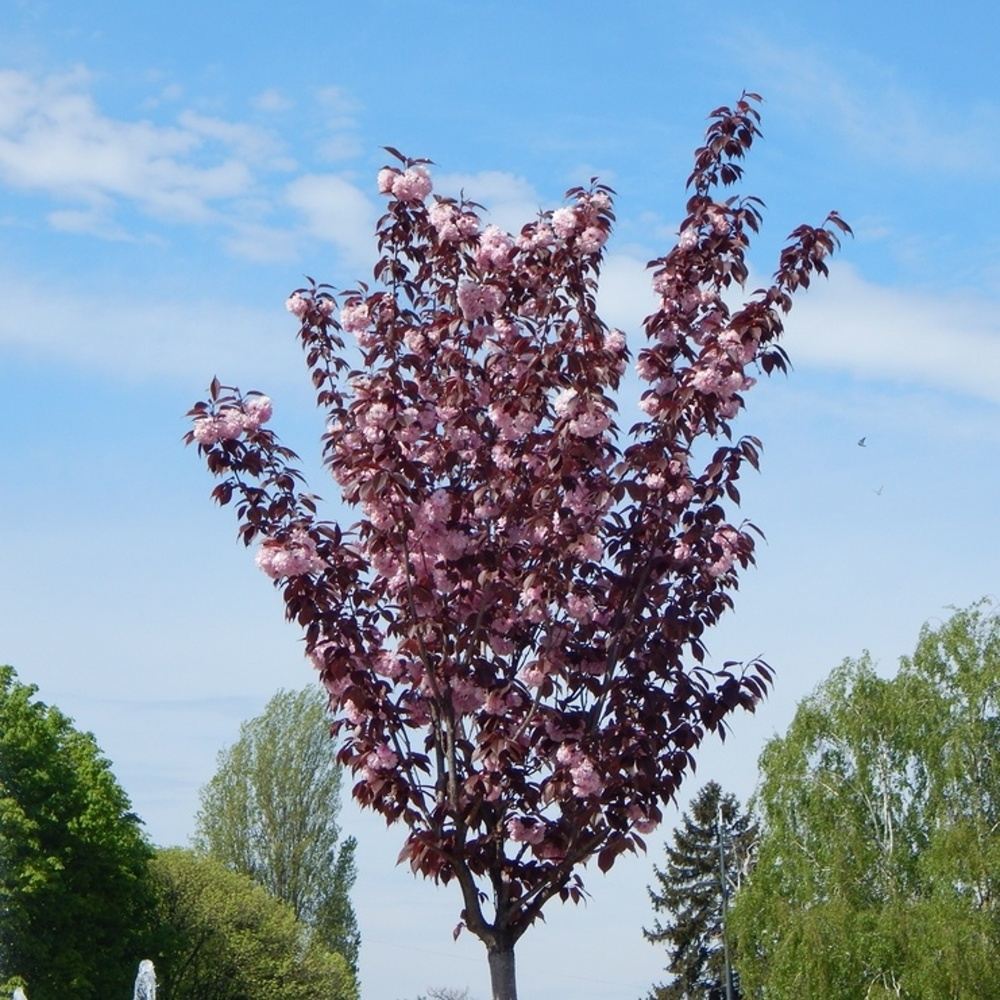 Třešeň pilovitá Royal Burgundy výška kmene 240cm, zemní bal-0