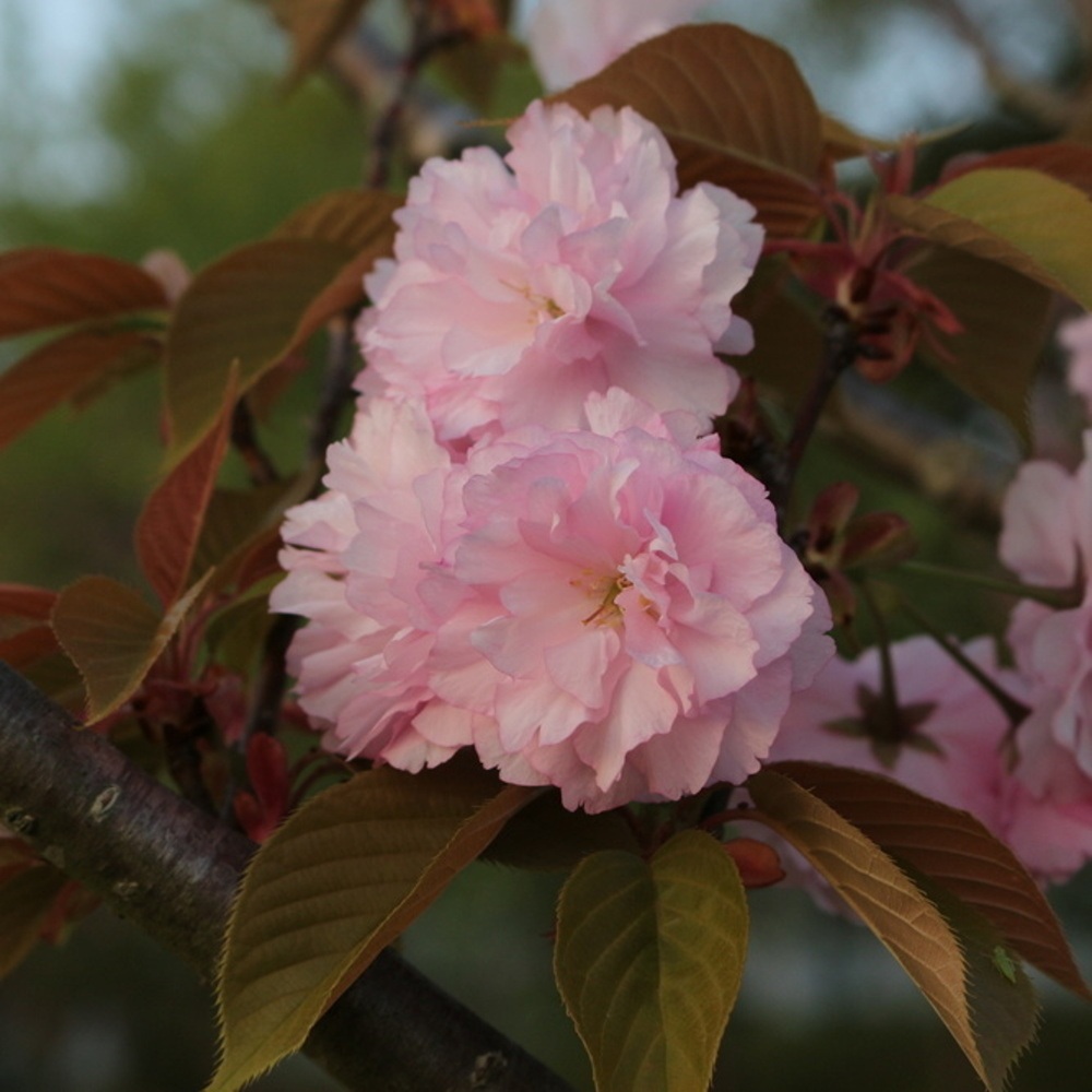 Třešeň pilovitá Royal Burgundy výška kmene 240cm, zemní bal-1
