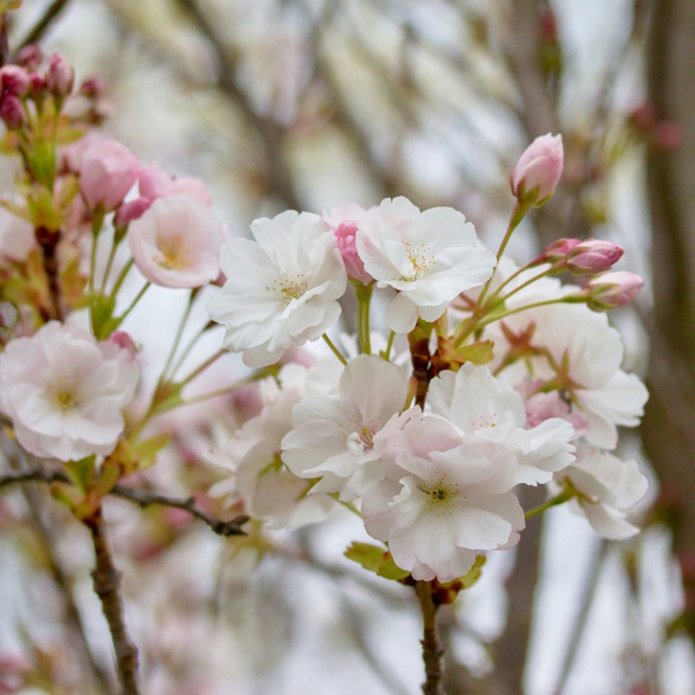 Listnaté stromky a stromy - Třešeň pilovitá Shirofugen kmínek 1/2, květináč 18 litrů