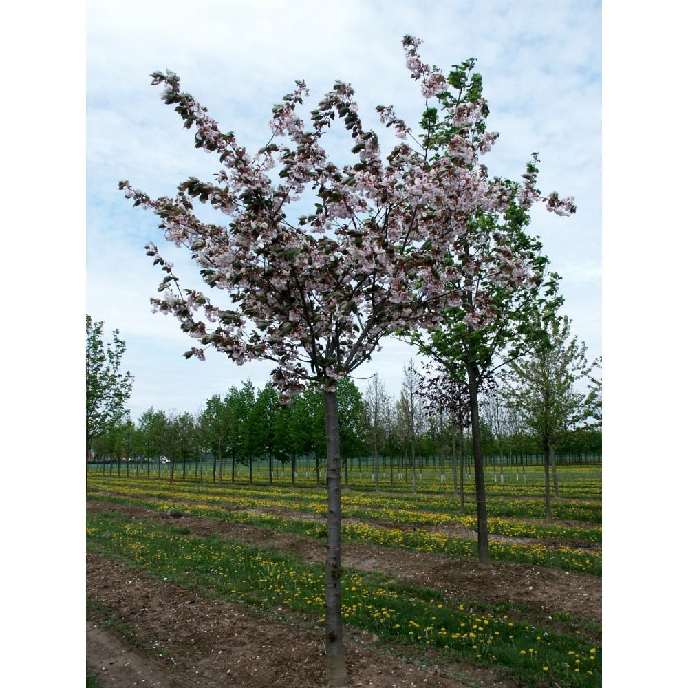 Soliterní stromy - Třešeň pilovitá Shirofugen výška kmene 240cm, zemní bal