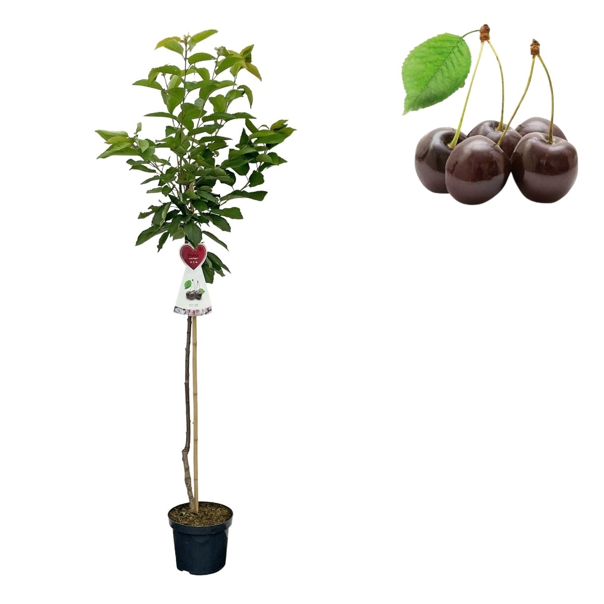 Třešně - Třešeň Regina kmínek 100cm, květináč 7,5 litru, CIZOSPRAŠNÁ