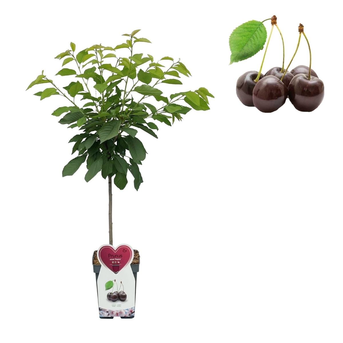 Balkonové ovocné stromky - Třešeň Regina květináč 5 litrů, balkonová, zákrsek, CIZOSPRAŠNÁ