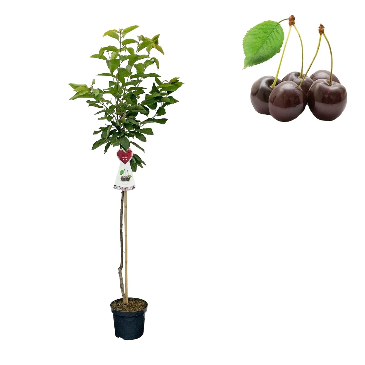 Rostliny - Třešeň Regina květináč 6 litrů, výška 150/175cm, stromek, CIZOSPRAŠNÁ