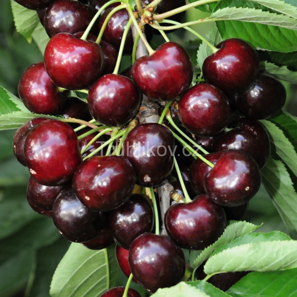 Rostliny - Třešeň 'Regina' prostokořenné, zákrsek/špičák, CIZOSPRAŠNÁ