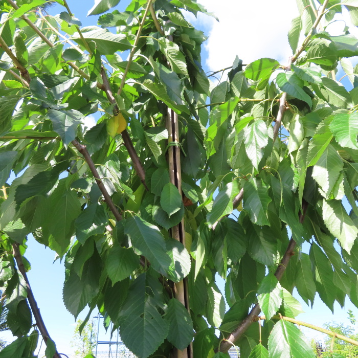 Třešně - Třešeň 'Rivan' květináč 30 litrů, obvod kmene 12/14cm, strom, CIZOSPRAŠNÁ