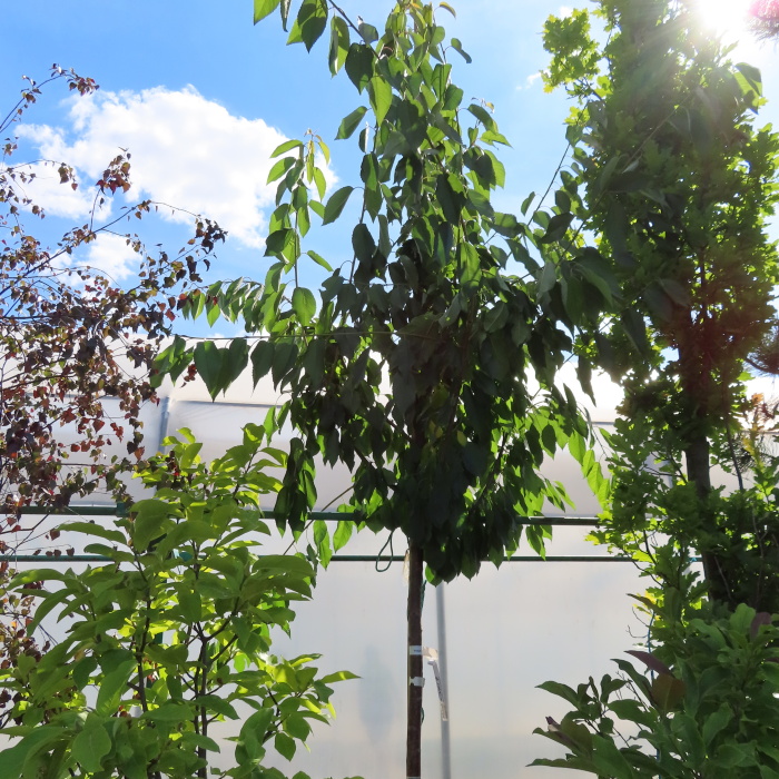 Třešeň 'Rivan' květináč 30 litrů, obvod kmene 12/14cm, strom, CIZOSPRAŠNÁ-0