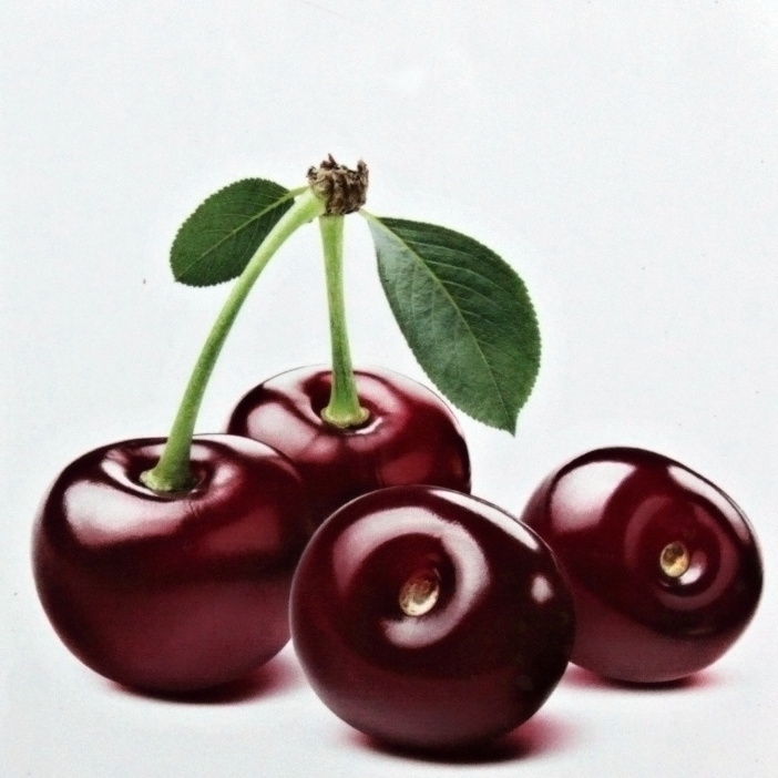 Ovocné stromky do zahrady - Třešeň 'Sam' květináč 5 litrů, balkonová, zákrsek, CIZOSPRAŠNÁ