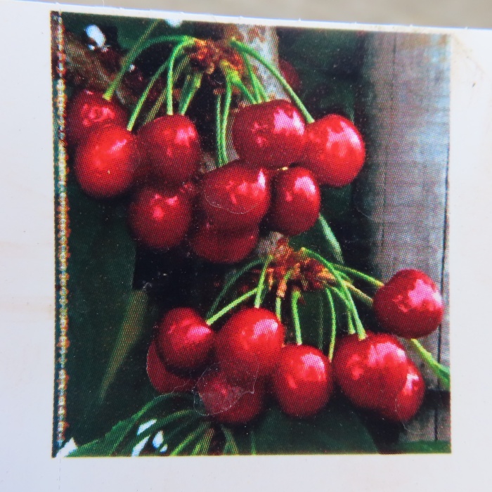 Rostliny - Třešeň 'Staccato' květináč 7,5 litru, čtvrtkmen, SAMOSPRAŠNÁ