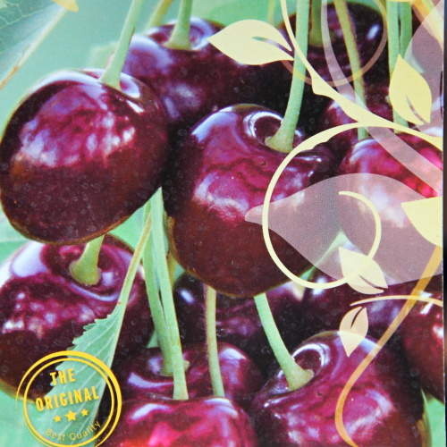 Třešně - Třešeň 'Stella Compact' kmínek 40cm, 10 litrů, zakrslá, samosprašná