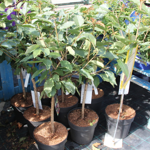 Balkonové ovocné stromky - Třešeň 'Stella Compact' květináč 10 litrů, kmínek 30cm, zákrsek, SAMOSPRAŠNÁ