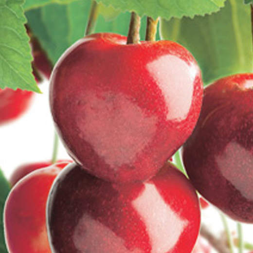 Rostliny - Třešeň 'Stella' květináč 10 litrů, zákrsek, SAMOSPRAŠNÁ