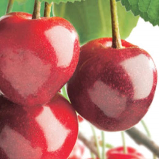 Listnaté stromky a stromy - Třešeň 'Stella' květináč 40 litrů, obvod kmene 12/14cm, strom, SAMOSPRAŠNÁ