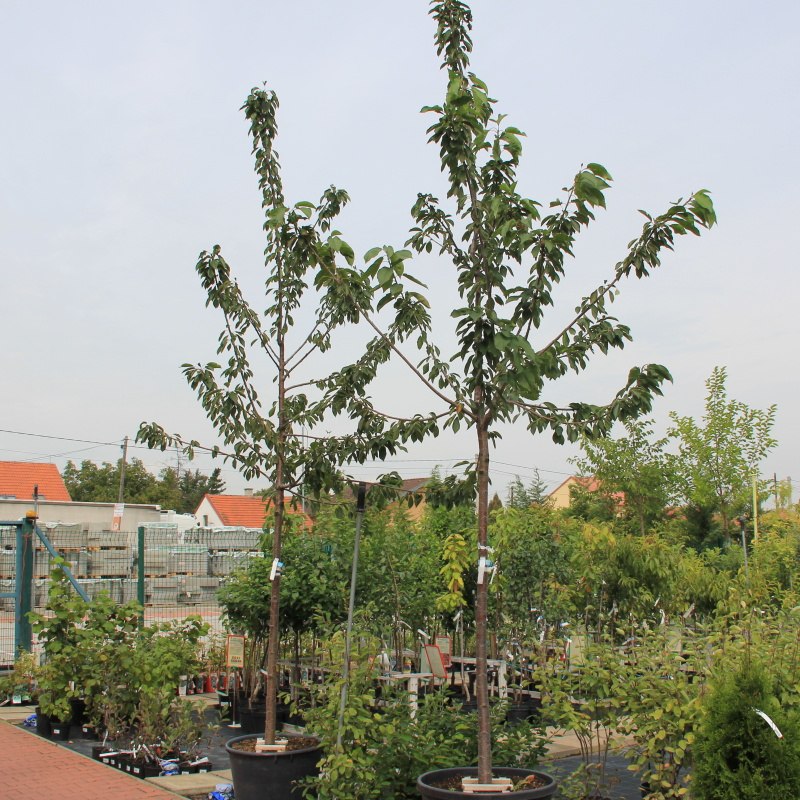 Třešeň 'Stella' květináč 40 litrů, obvod kmene 12/14cm, strom, SAMOSPRAŠNÁ-0