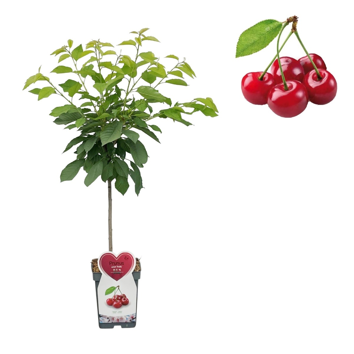 Balkonové ovocné stromky - Třešeň Stella květináč 5 litrů, balkonová, zákrsek, SAMOSPRAŠNÁ