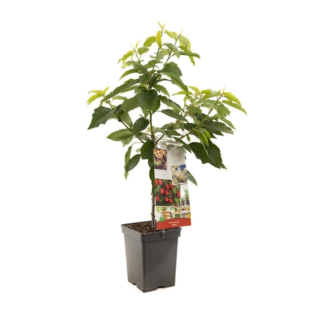 Ovocné stromy a keře - Třešeň Stella květináč 5 litrů, zákrsek, SAMOSPRAŠNÁ