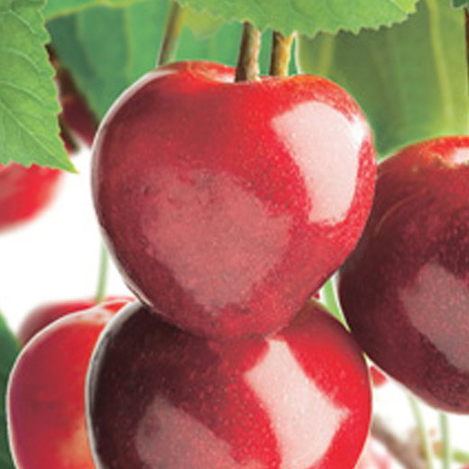 Ovocné stromky do zahrady - Třešeň 'Stella' květináč 6 litrů, výška 150/175cm, stromek, SAMOSPRAŠNÁ