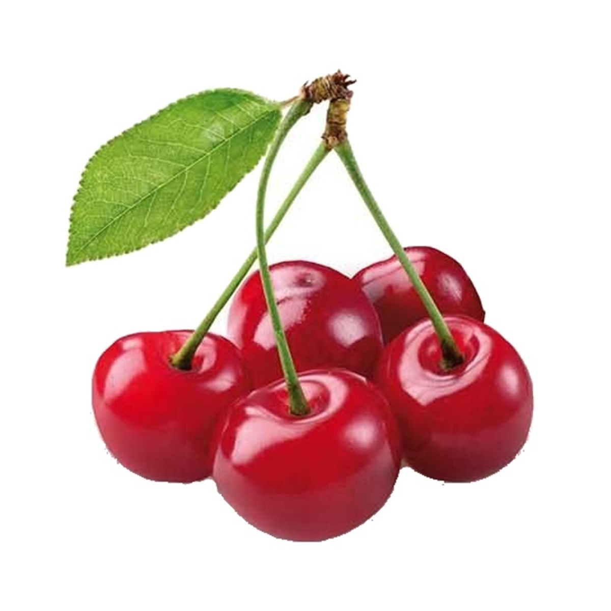 Ovocné stromky do zahrady - Třešeň Stella výška 150/175cm, kvěitnác 6 litrů