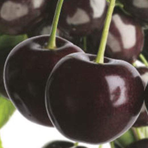 Rostliny - Třešeň 'Sunburst' 7,5 litru, samosprašná srdcovka