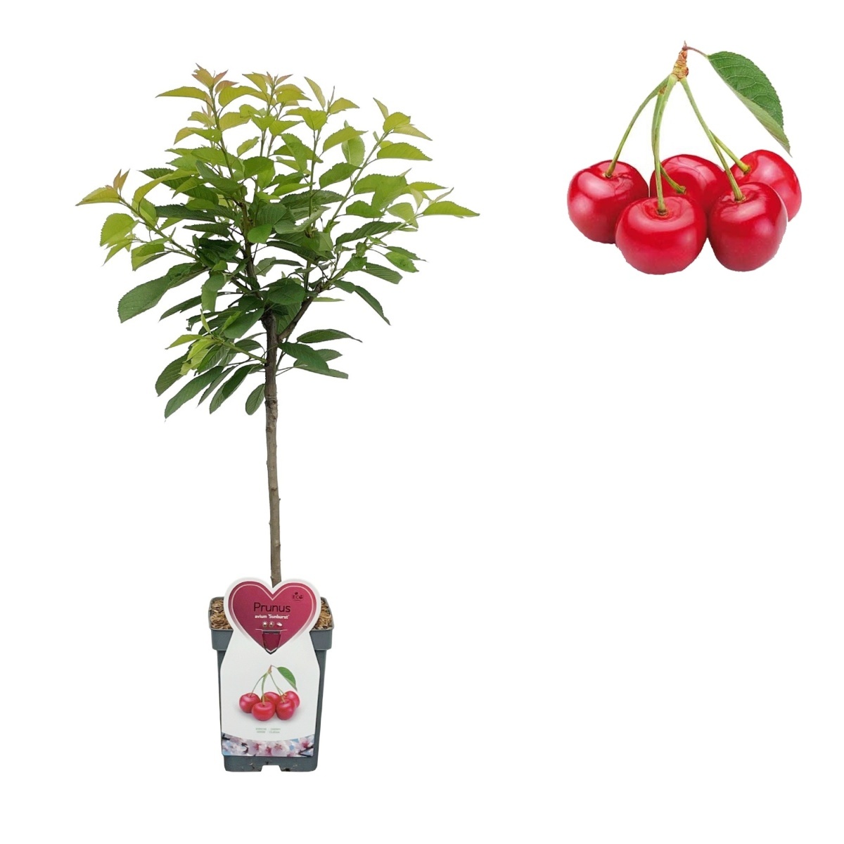 Balkonové ovocné stromky - Třešeň Sunburst květináč 5 litrů, balkonová, zákrsek, SAMOSPRAŠNÁ