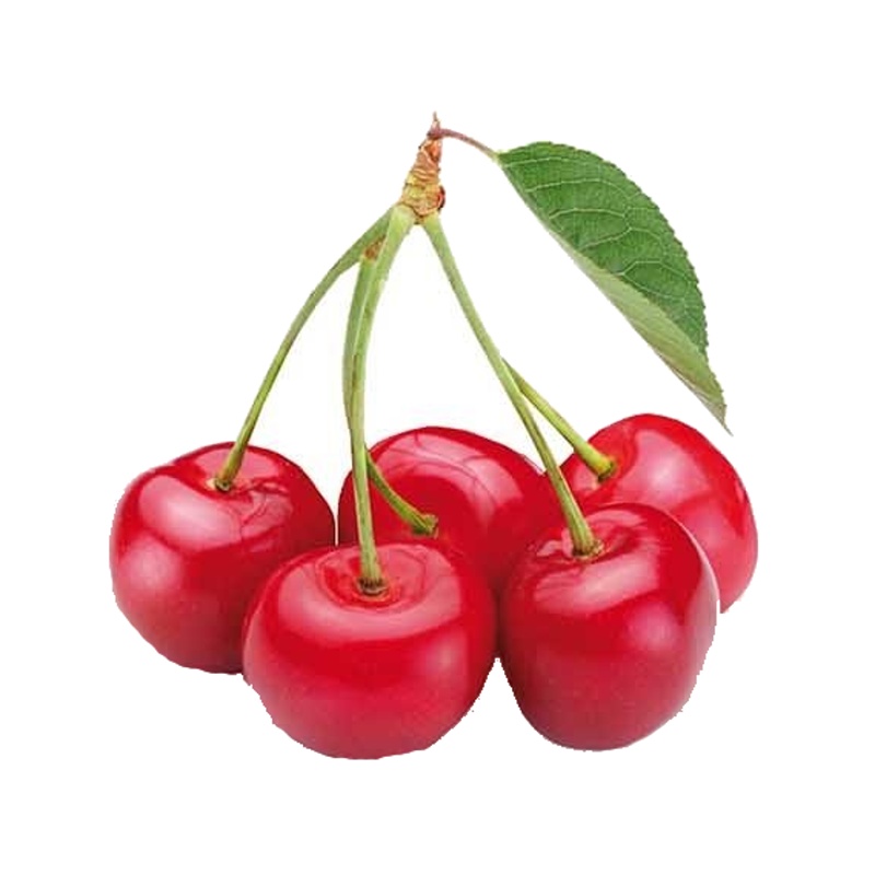 Třešeň Sunburst květináč 5 litrů, balkonová, zákrsek, SAMOSPRAŠNÁ-0