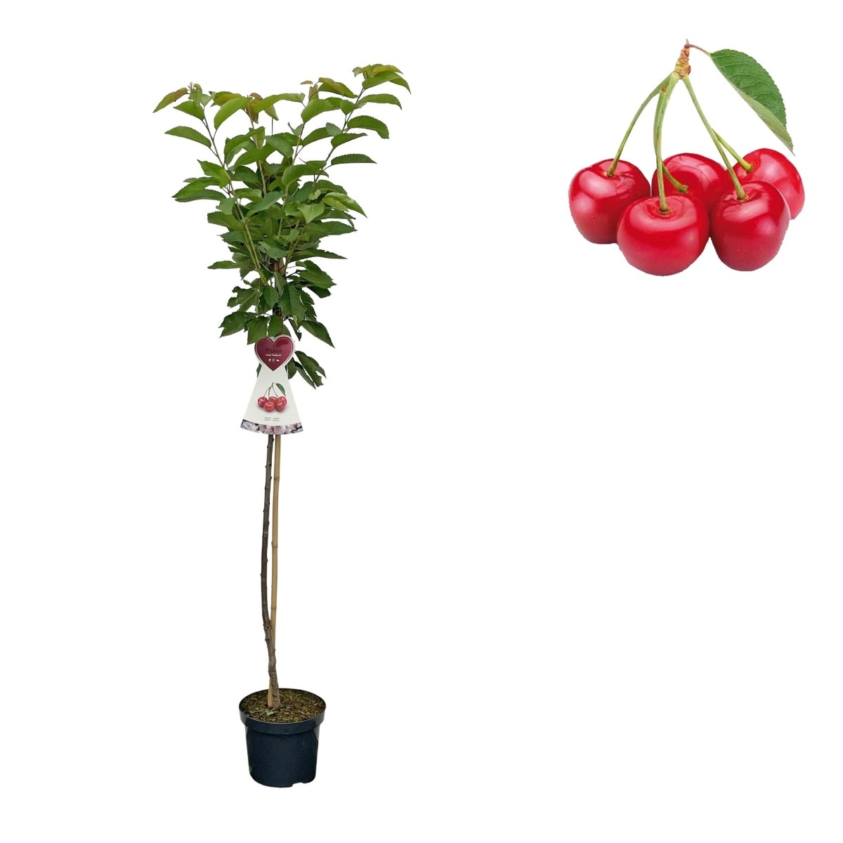 Rostliny - Třešeň Sunburst květináč 6 litrů, výška 150/175cm, stromek, SAMOSPRAŠNÁ