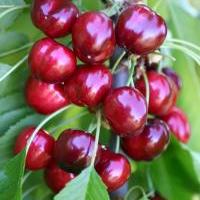 Třešně - Třešeň 'Sweet Early' květináč 7,5 litru, čtvrtkmen, SAMOSPRAŠNÁ