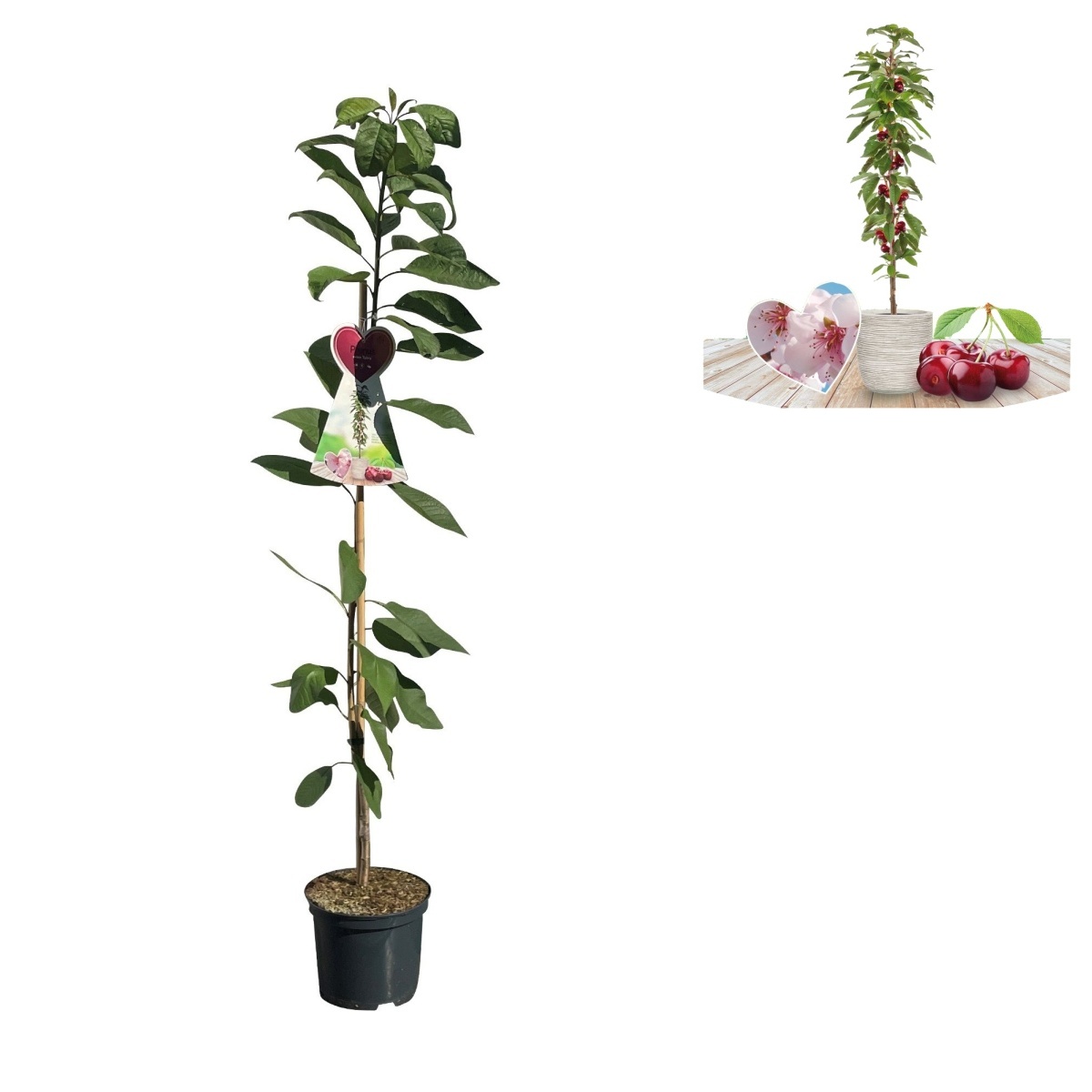 Rostliny - Třešeň Sylvia květináč 5 litrů, sloupová, výška 80/100cm, SAMOSPRAŠNÁ