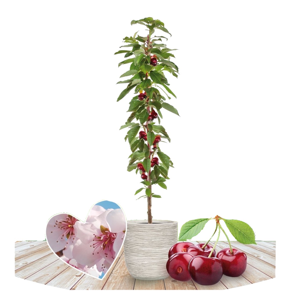 Třešeň Sylvia květináč 5 litrů, sloupová, výška 80/100cm, SAMOSPRAŠNÁ-0