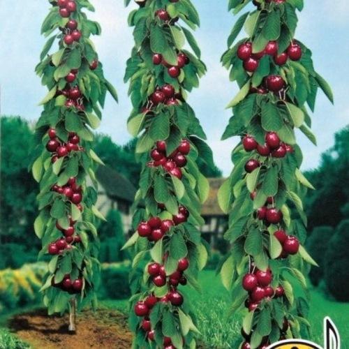 Třešně - Třešeň 'Sylvia' květináč 7,5 litru, sloupová, SAMOSPRAŠNÁ