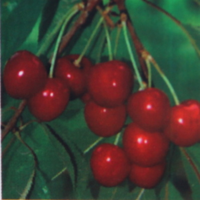 Třešně - Třešeň Tamara květináč 7,5 litru, cizosprašná, chrupka