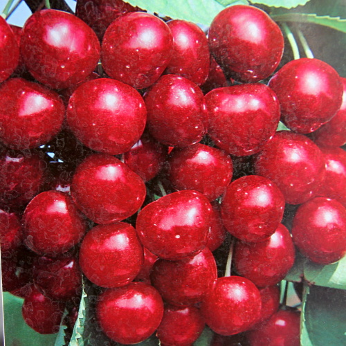 Rostliny - Třešeň 'Van' květináč 9 litrů, polokmen, CIZOSPRAŠNÁ