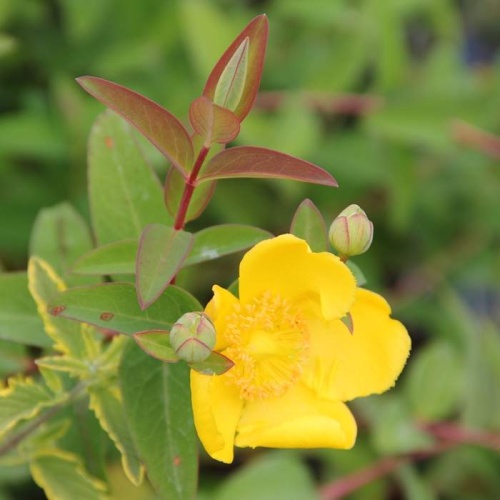 Půdopokryvné rostliny - Třezalka Hidcote 1,4 litru