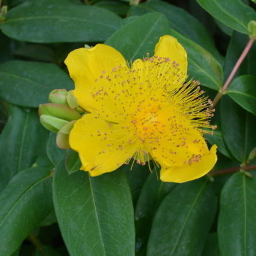 Půdopokryvné rostliny - Třezalka kalíškatá 1,4 litru