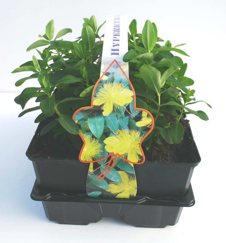 Půdopokryvné rostliny - Třezalka kalíškatá 6pack