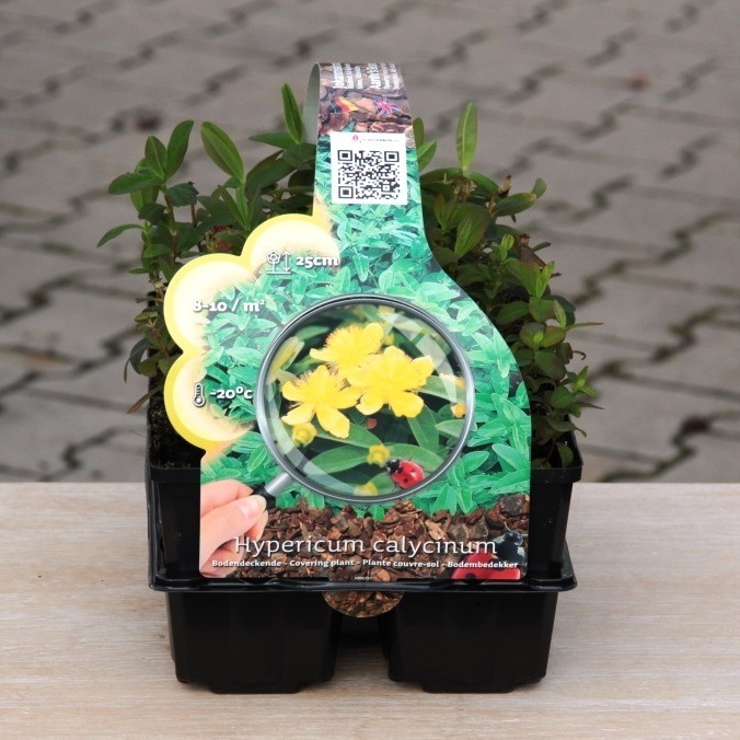 Třezalka kalíškatá 6pack-0