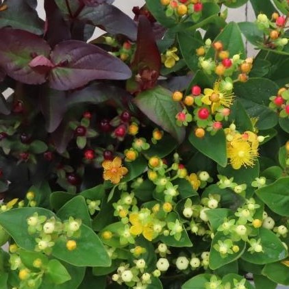 Keře okrasné květem - Třezalka Miracle MIX květináč 2 litry, výška 20/30cm, keř