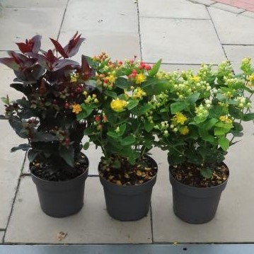 Třezalka Miracle MIX květináč 2 litry, výška 20/30cm, keř-0