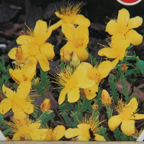 Rostliny - Třezalka olympská 9cm