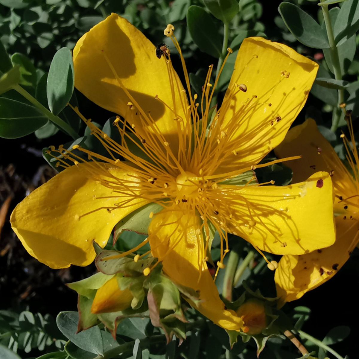Skalničky - Třezalka olympská květináč 9cm