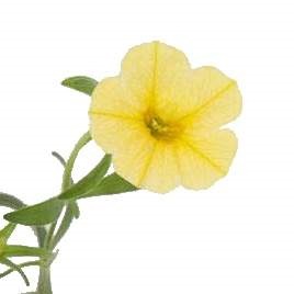 Tříbarevná hra Lechuza Stone-2