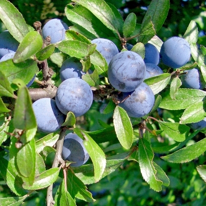 Keře okrasné květem - Trnka obecná květináč 3 litry, výška 60/100cm, keř